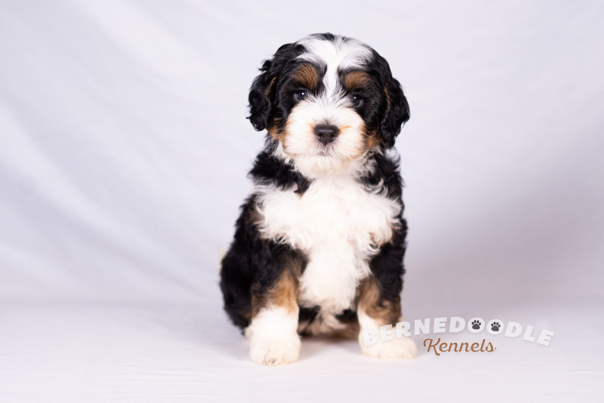 toy bernedoodle puppies for sale near me