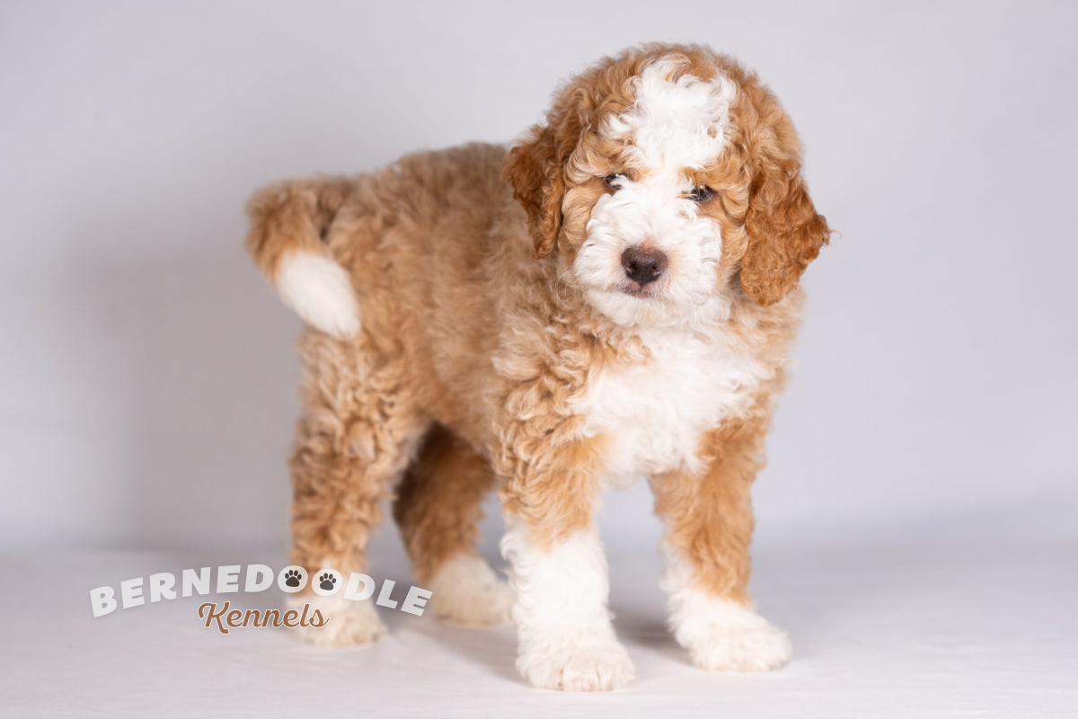 sable bernedoodle puppies
