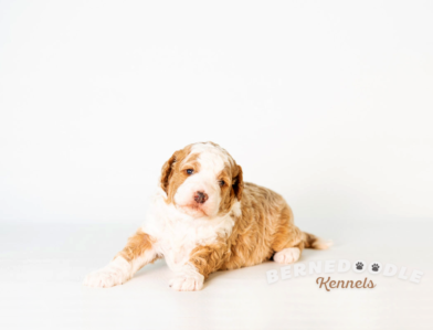 Sable Bernedoodle Puppy